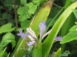 SX06835 Close up of Harlequin Blueflag or the Larger Blue Flag (Iris versicolor).jpg